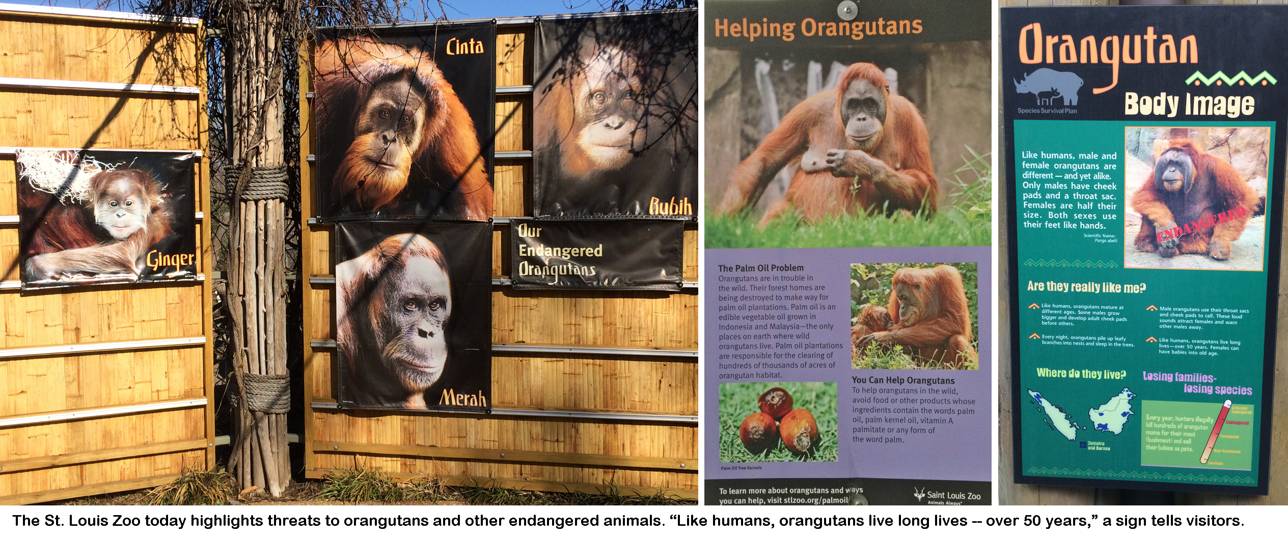 Orangutan education.jpg